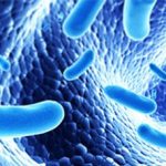 Microbiota